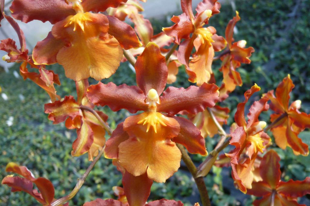 Odontocidium Catatante - Orquídeas Nantli