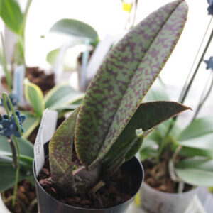 Pyp. Mendenhall 'Hildos'<span> - </span>sin floracion