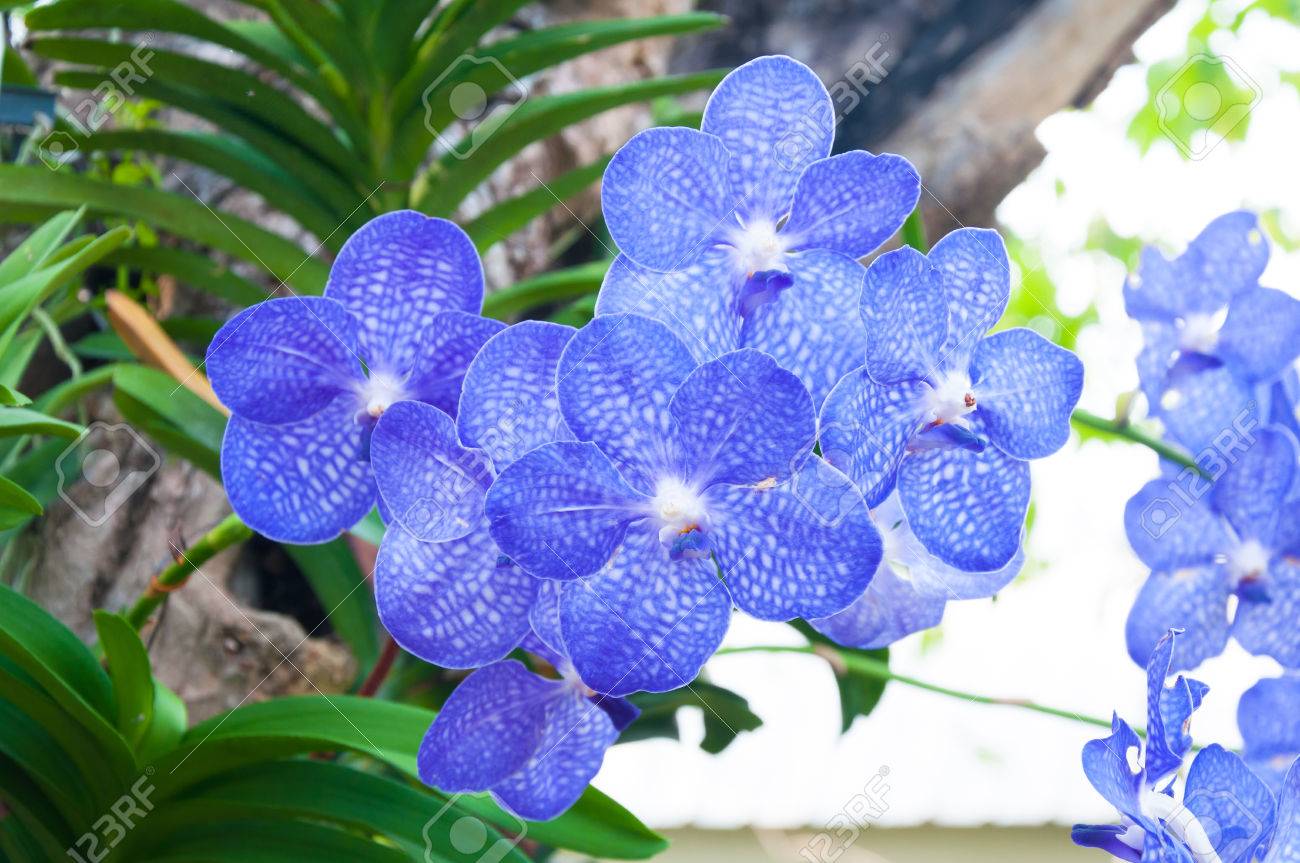 Vanda coerulea (azul) - Orquídeas Nantli